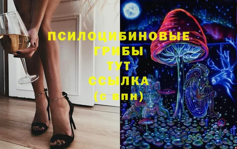 Галлюциногенные грибы Psilocybe  Вятские Поляны 